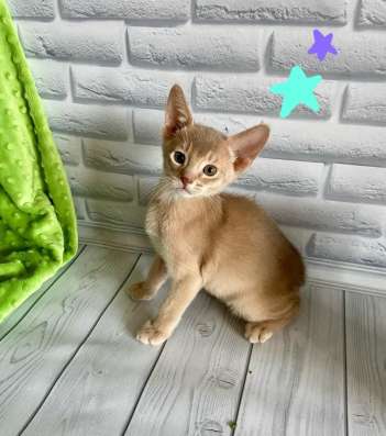 Абиссинские котята