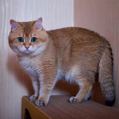 Котятки огненно рыжие девочки вислоушки!