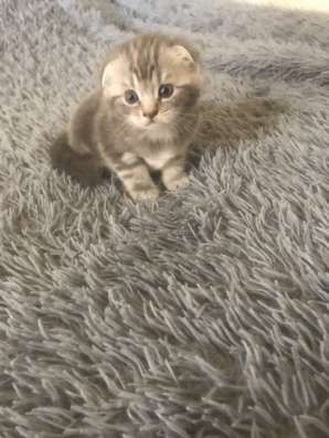Шотландский вислоухий котёнок в Туле