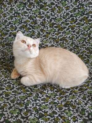 Шотландский котенок, мальчик в Симферополе фото 3