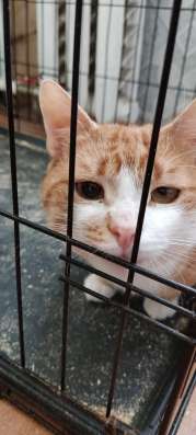 Котик ищет надёжную семью в Белгороде фото 3