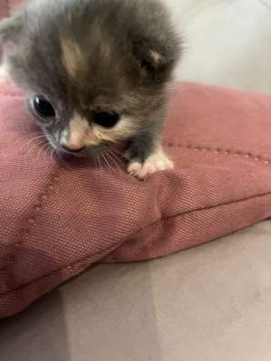 Котята манчкин в Томске фото 5
