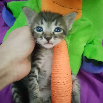 Котенок Цезарь в Волгодонске фото 4