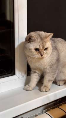 продается кот в Майкопе