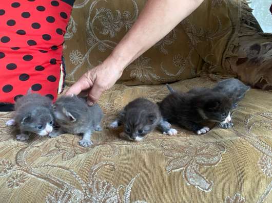 Котята в добрые руки