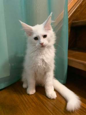 Котята мейн кун в Нижнем Новгороде фото 3