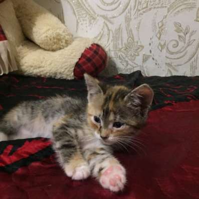 Отдам котят в добрые руки в Иванове
