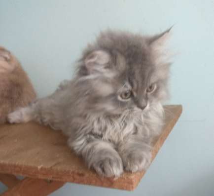 Котёнок великан шотландский