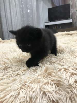 Шотландские котята в Воронеже фото 7