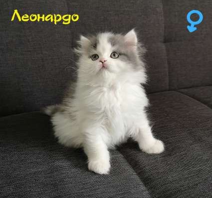 Котенок Хайлен Страйд