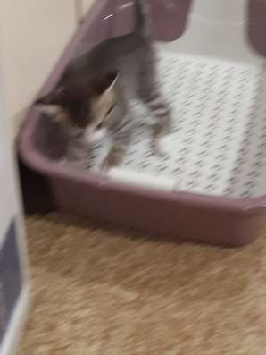 Отдам котенка в Красноярске
