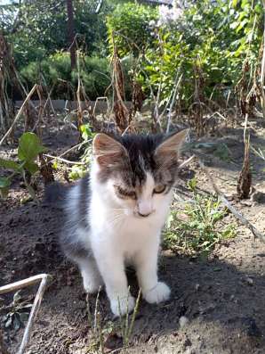 Отдадим КОТЯТ в добрые руки фото 4