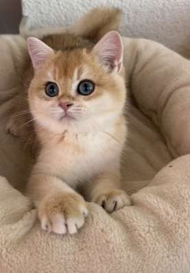 Золотая британская шиншилла фото 7