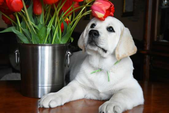 Высокопородные щенки лабрадора(РКФ) в Ярославле фото 8