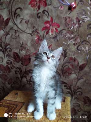 Котята Мейн Кун