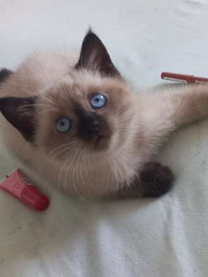 Британские короткошерстные котята