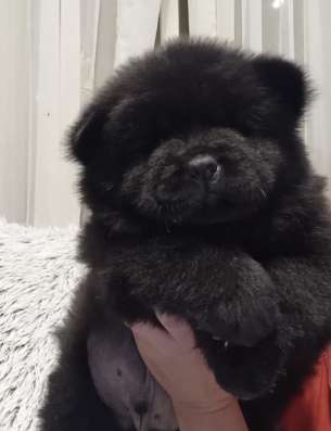 Щенки всех пород