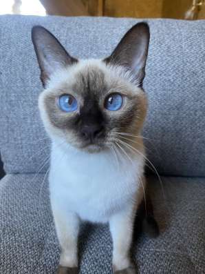 Тайские котята