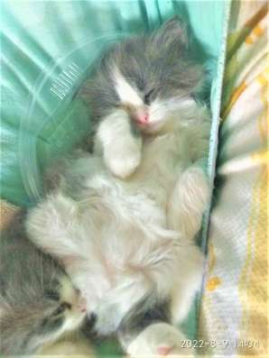 Сибирские котята в Тольятти фото 6