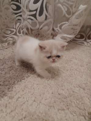 Экзотический котенок фото 5