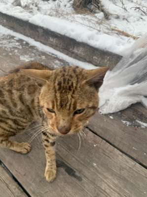Отдам кота в хорошие в Киселевске