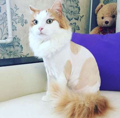 Стрижка котов и кошечек в Краснодаре
