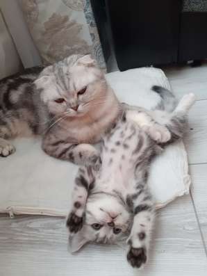 Котята Шотландские в Самаре