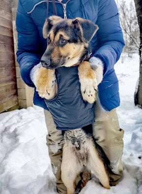 Щенок метис немца
