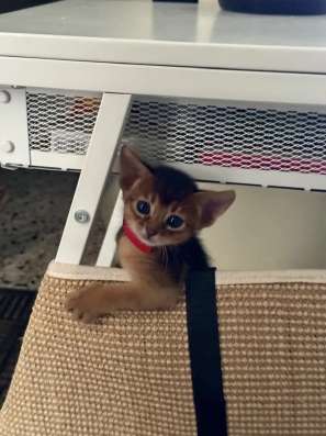 Абиссинские котята
