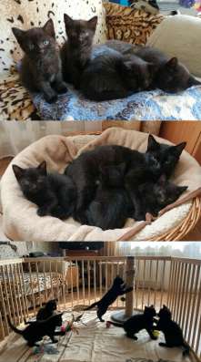 Котята в Санкт-Петербурге фото 3