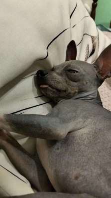 Продаётся собака в Октябрьском фото 8