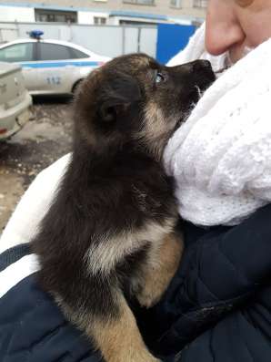 безумно красивые щенульки в Москве