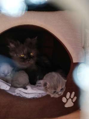 Reinrassig perserkatze Baby