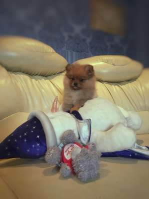 Девочка Настоящая Мишка!