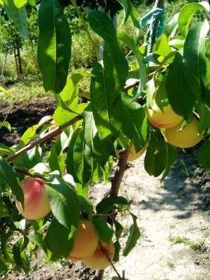 Продам дом-дачу фото 3