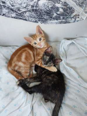 Отдам котят в хорошие руки