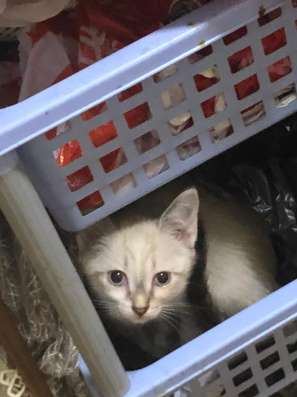 Отдаю котят в добрые руки в Кургане фото 4
