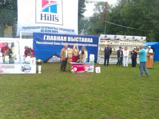 Немецкая овчарка кобель в Санкт-Петербурге фото 4