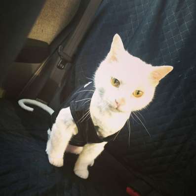 Отдам кота