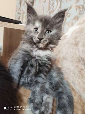 Balizza - cistokrvna Polycoon (Maine Coon Polydaktyl)