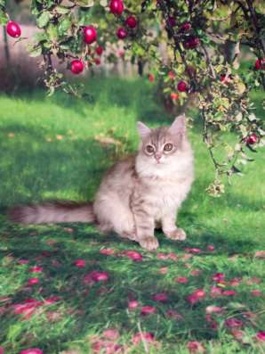 Сибирские котята в Апрелевке