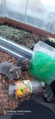 Котята в хорошие руки в Липецке фото 6