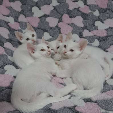 Котята ПО 50 рублей