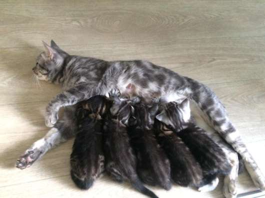 Продам Шотландских котят