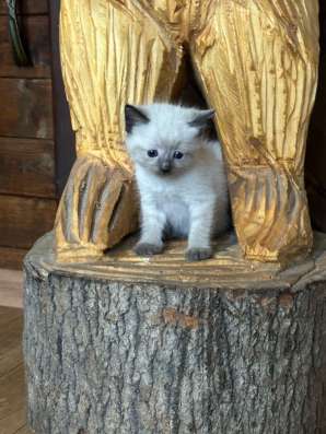 Сиамская кошка