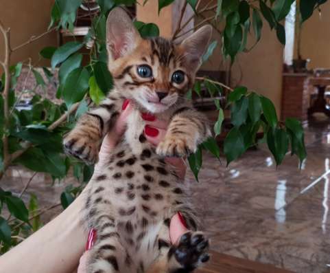 Бенгальские котята