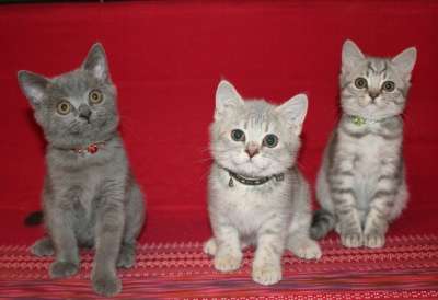 шикарные котята! в Санкт-Петербурге фото 6