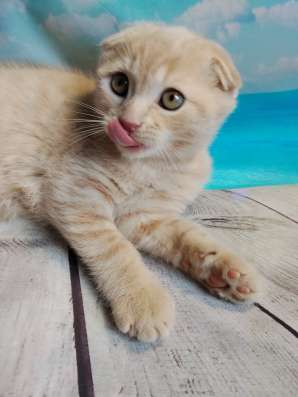 Вислоухий котенок скоттиш фолд фото 3