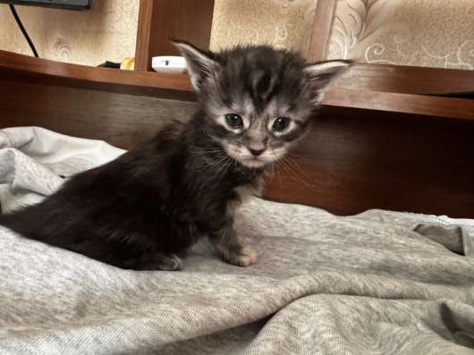 Котята в Комсомольске-на-Амуре