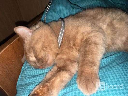 отдам кота